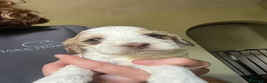 Cockapoo 3