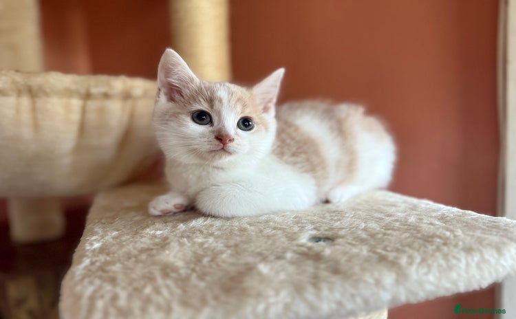 British Shorthair cats - Advert 8