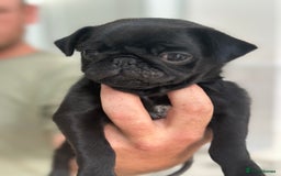 Pug dogs for sale: Adorable Pug Puppies Ready now! ❤️🐶🐾 - Image 1