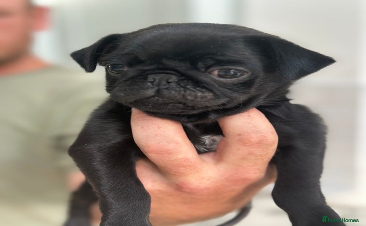 Pug dogs - Advert 1