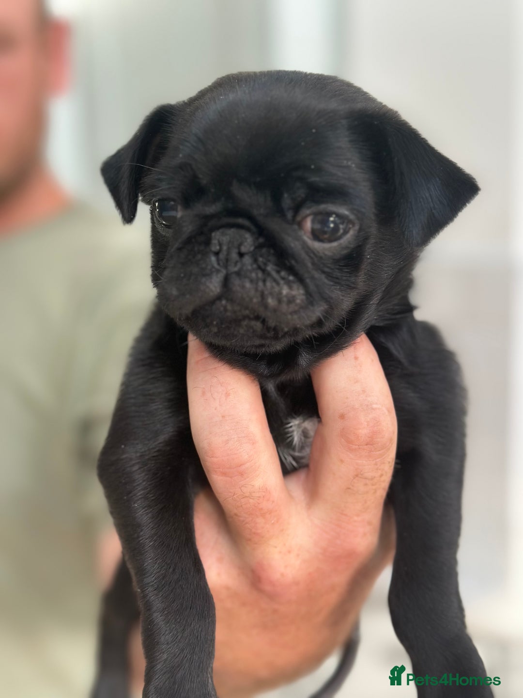 Pug dogs for sale: Adorable Pug Puppies Ready now! ❤️🐶🐾 - Image 1