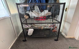 Rat rodents for sale: 6 male rats for rehoming ASAP - Image 5