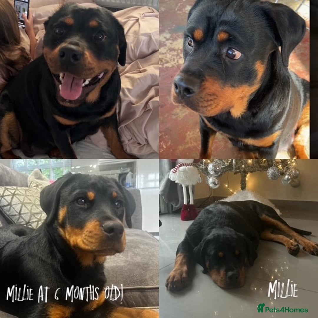 Rottweiler dogs for sale:  Rottweiler Puppies - READY NOW! 2 LEFT!  - Image 21