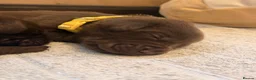 Labrador Retriever dogs for sale: Beautiful Chocolate & Black Labrador Puppies in Torquay - Advert 34