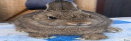 Netherland Dwarf rabbits for sale: Netherland dwarfs available  - Advert 3