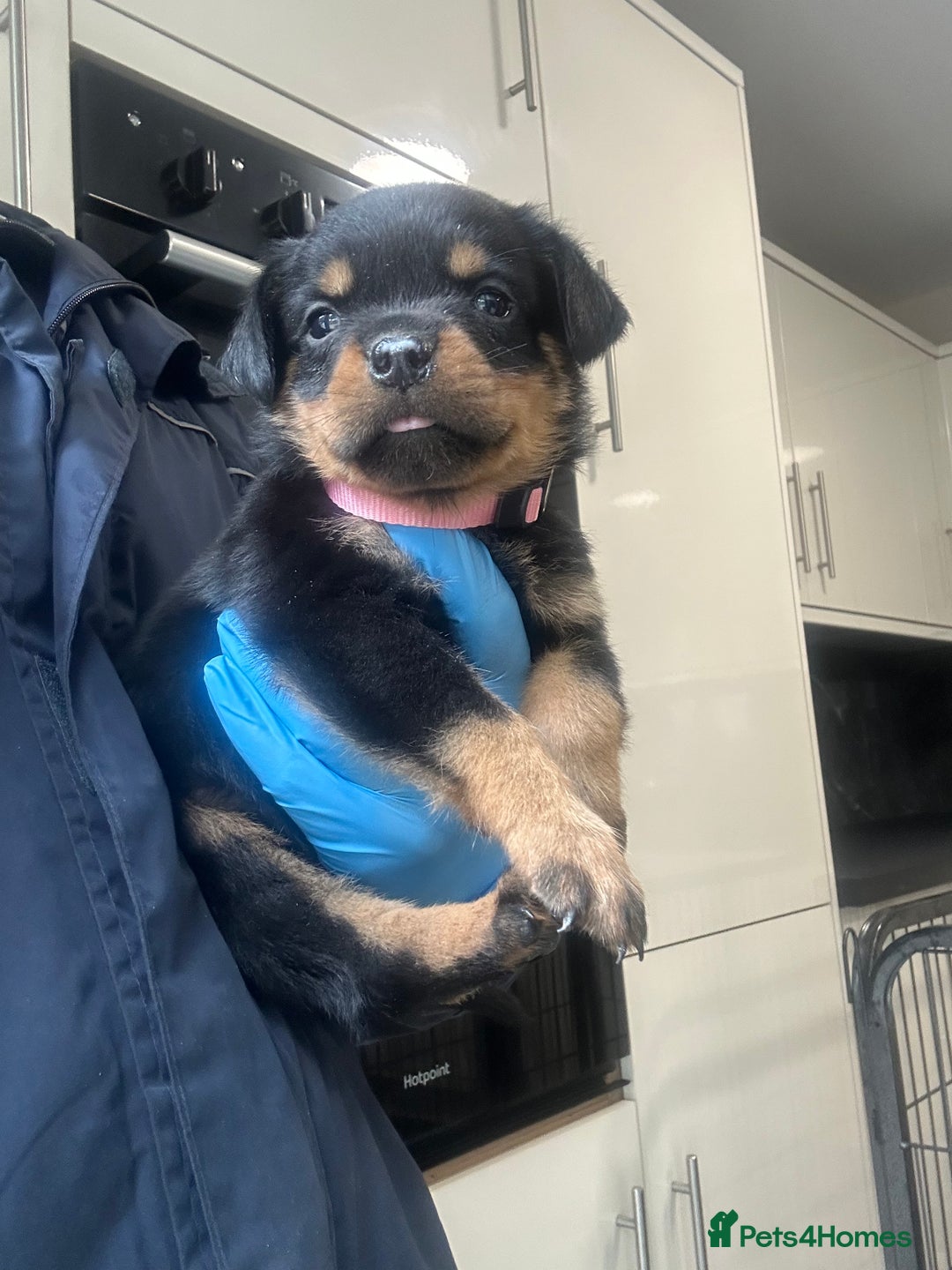 Rottweiler dogs for sale: Kc Registered Rottwiler Puppies  - Image 6