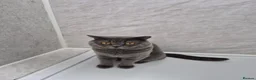 British Shorthair cats for sale: 🐾 5 Gorgeous Female British Shorthair Kittens 🐾 - Advert 33
