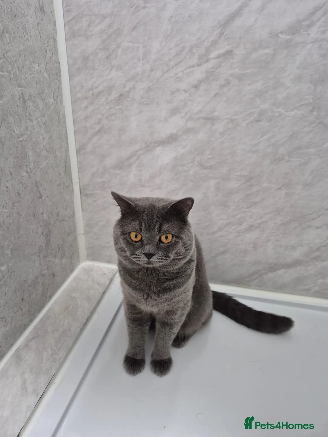 British Shorthair cats for sale: 🐾 5 Gorgeous Female British Shorthair Kittens 🐾 - Advert 33