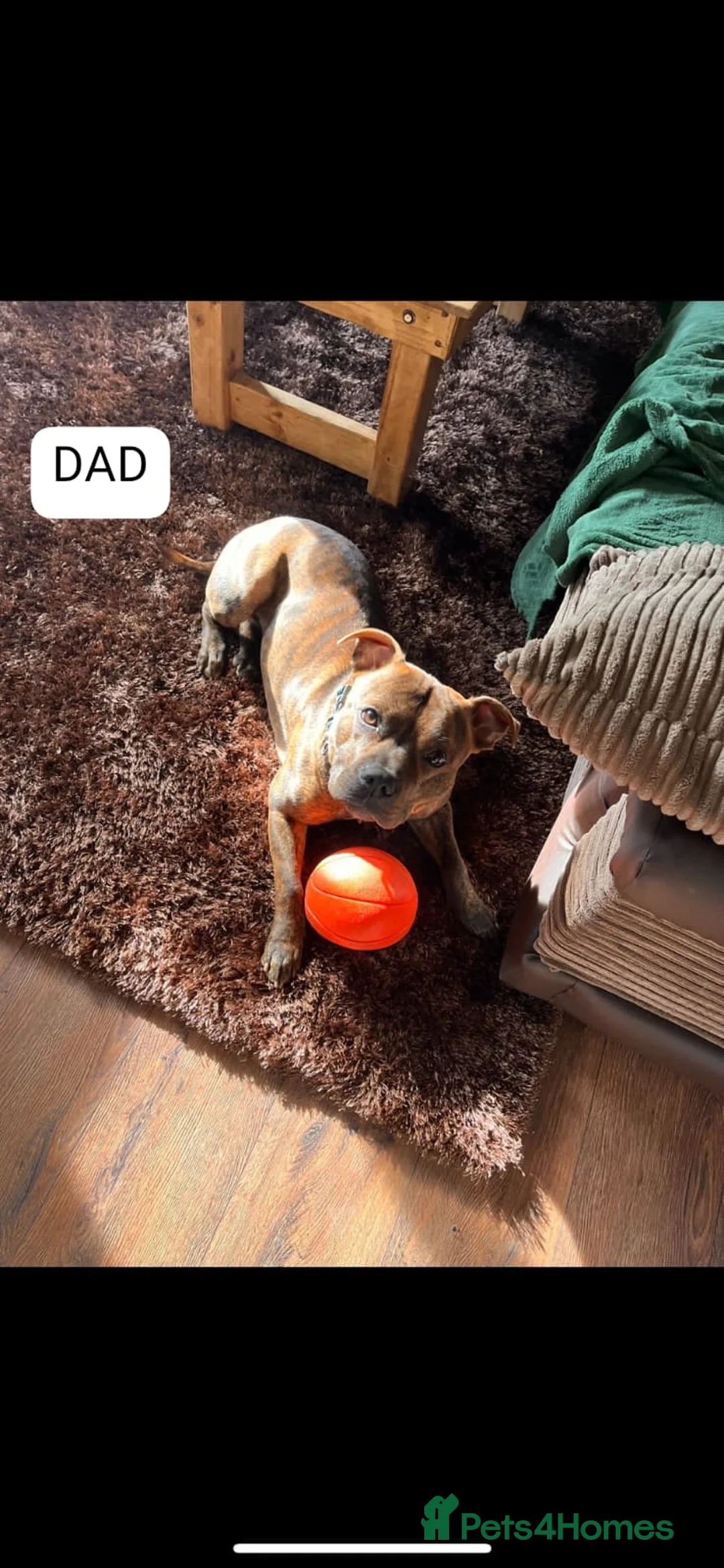 Staffordshire Bull Terrier dogs for sale:  brindle and red Staffordshire bull terriers - Advert 11