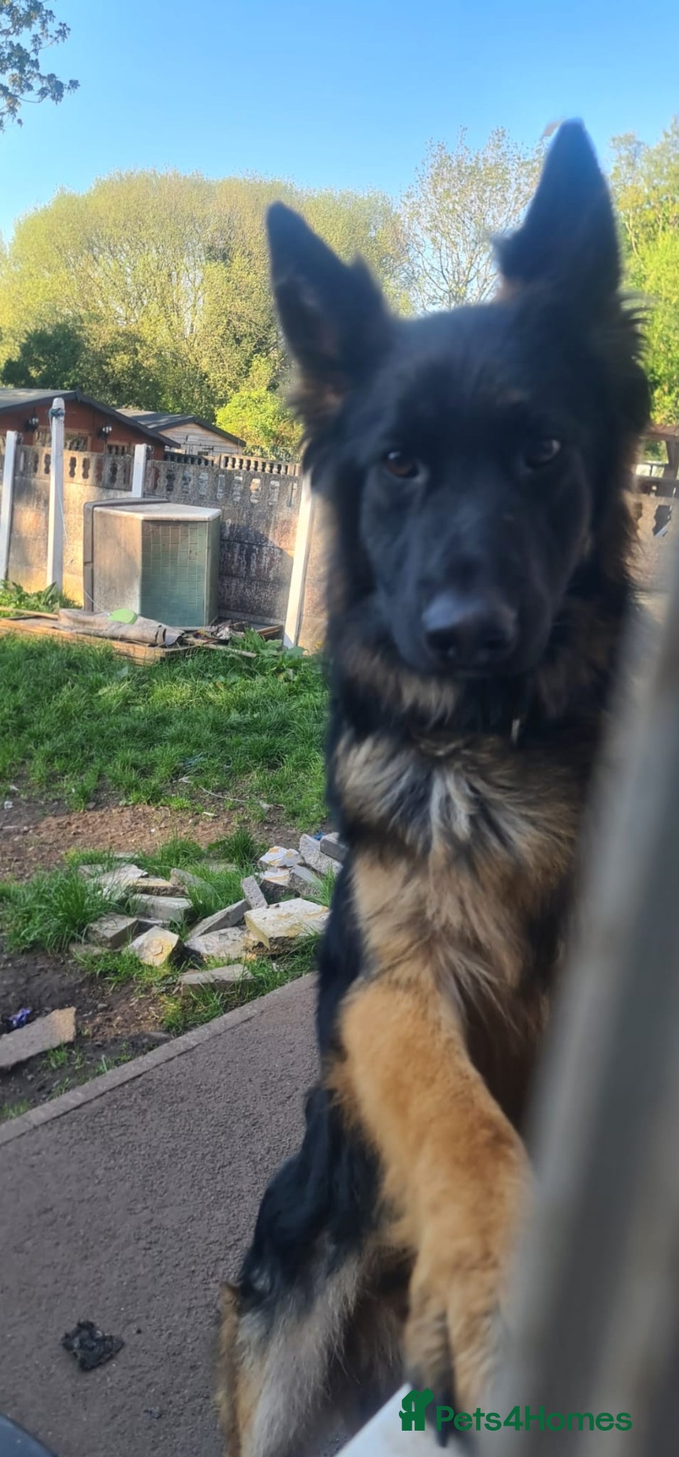 German Shepherd dogs 1 year old male german shepard - Advert 10
