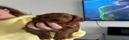 Cockapoo dogs for sale: Cockapoo puppies  in Sunderland - Advert 6