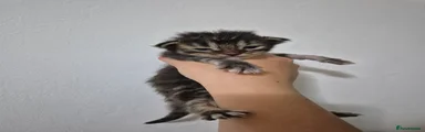 Brown tabby boy