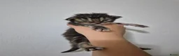 Maine Coon cats for sale: Gccf Pedigree Maine Coon Kittens - Advert 6