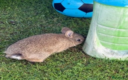 Netherland Dwarf rabbits for sale: 2 x netherland dwarfs  - Image 2