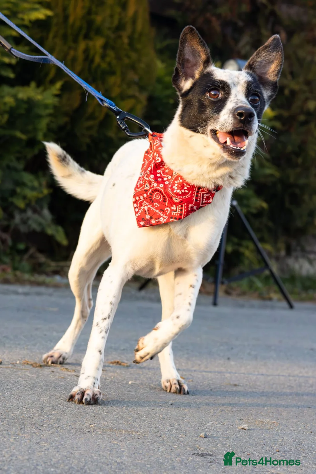 Mixed Breed dogs for adoption: ❤️Lottie 4 yo low medium girl with perfect manners - Advert 2