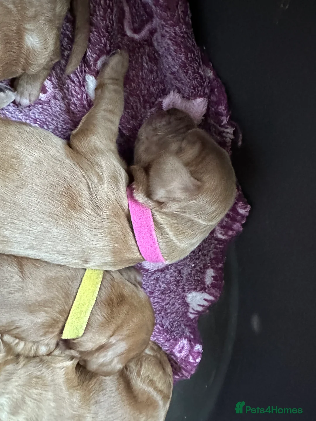 Cockapoo dogs for sale: F2b ready to go home 14th Feb  - Advert 16