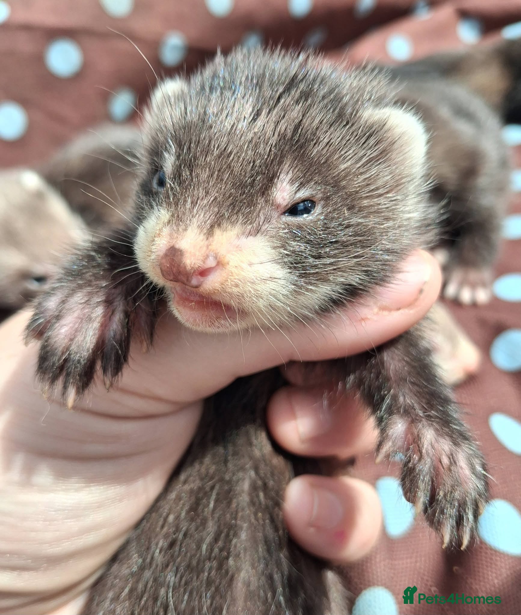 Ferret rodents Full and Semi angora kits  - Advert 2