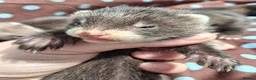 Ferret rodents for sale: Full and Semi angora kits  - Advert 2