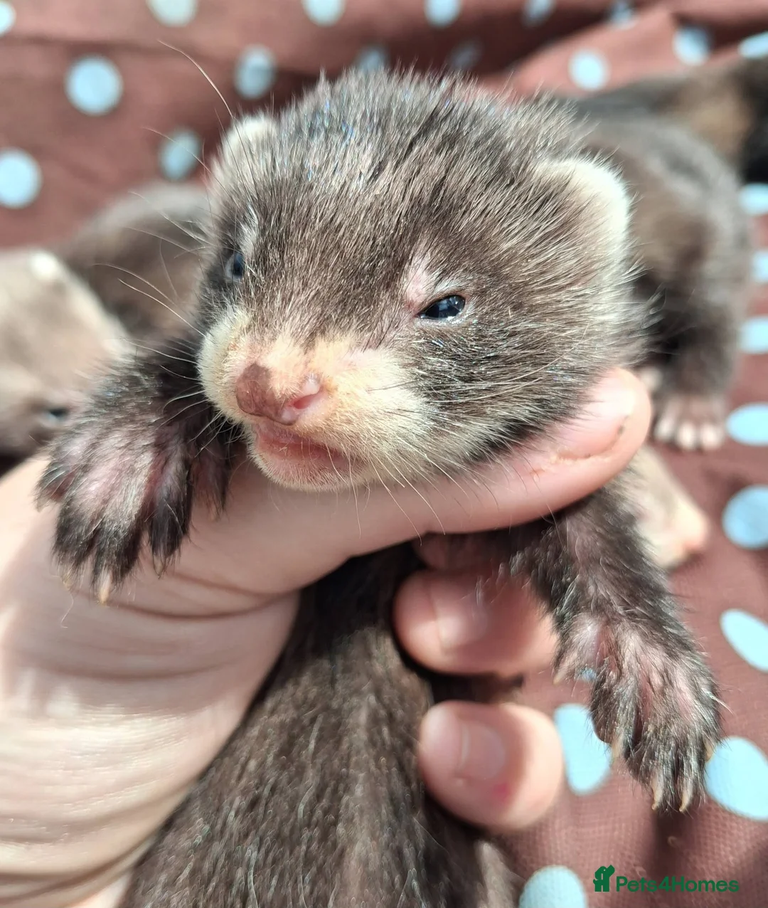 Ferret rodents for sale: Full and Semi angora kits  - Advert 2