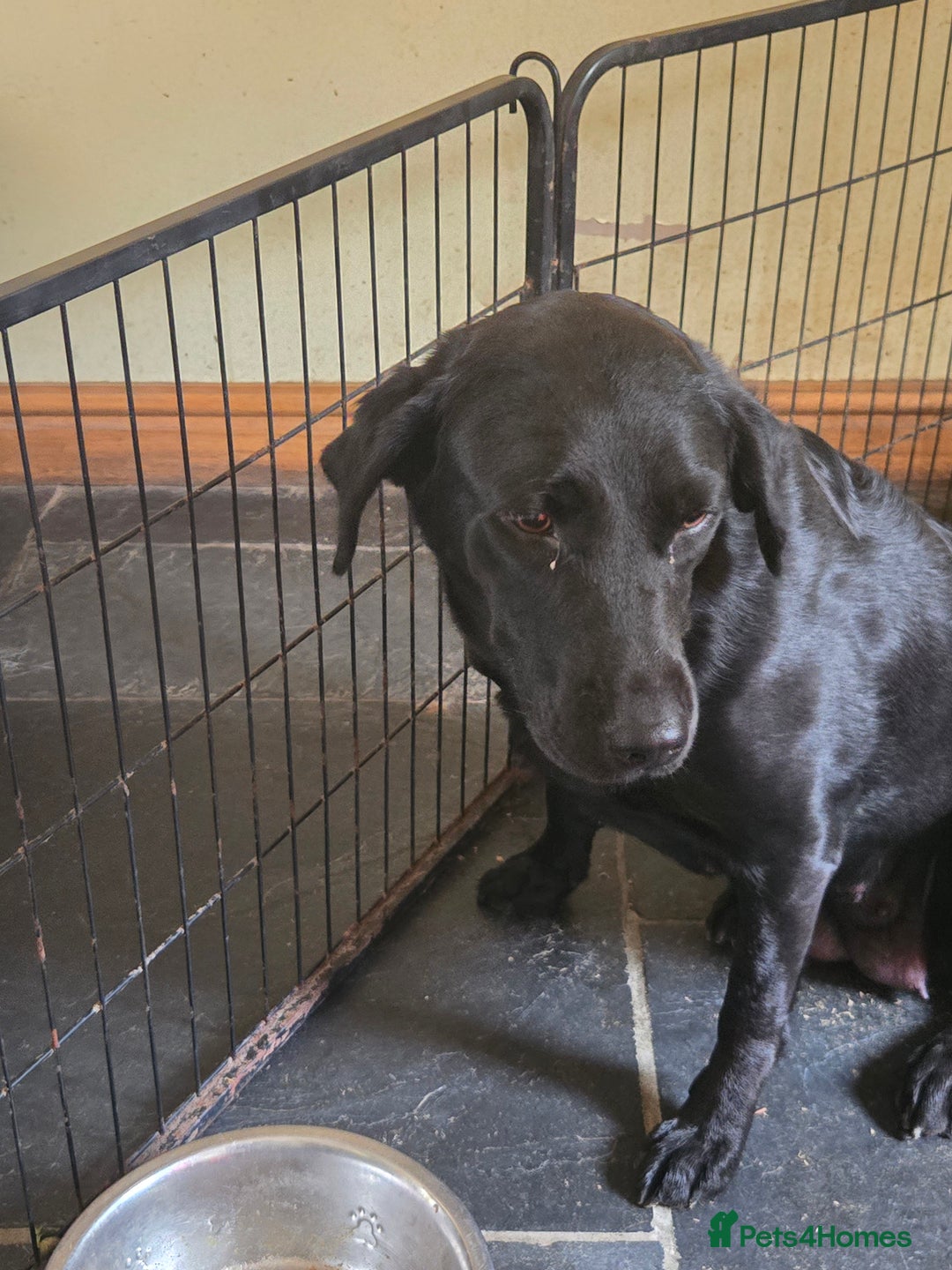 Labrador Retriever dogs for sale: Stunning litter of Fox Red and Black Labradors - Image 8