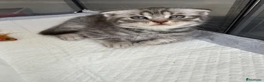 British Shorthair 3