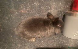 Lionhead rabbits for sale: Lion heads - Image 2