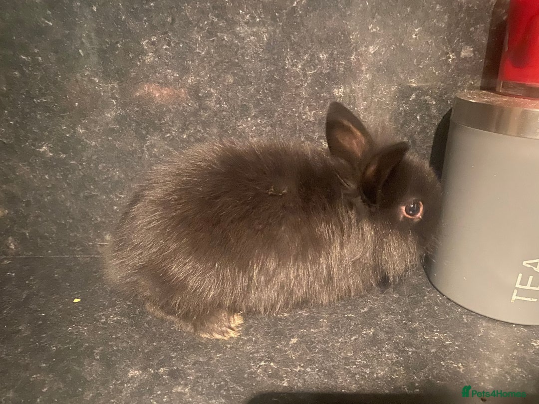 Lionhead rabbits for sale: Lion heads - Image 2