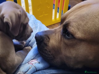 Presa Canario dogs - Advert 4