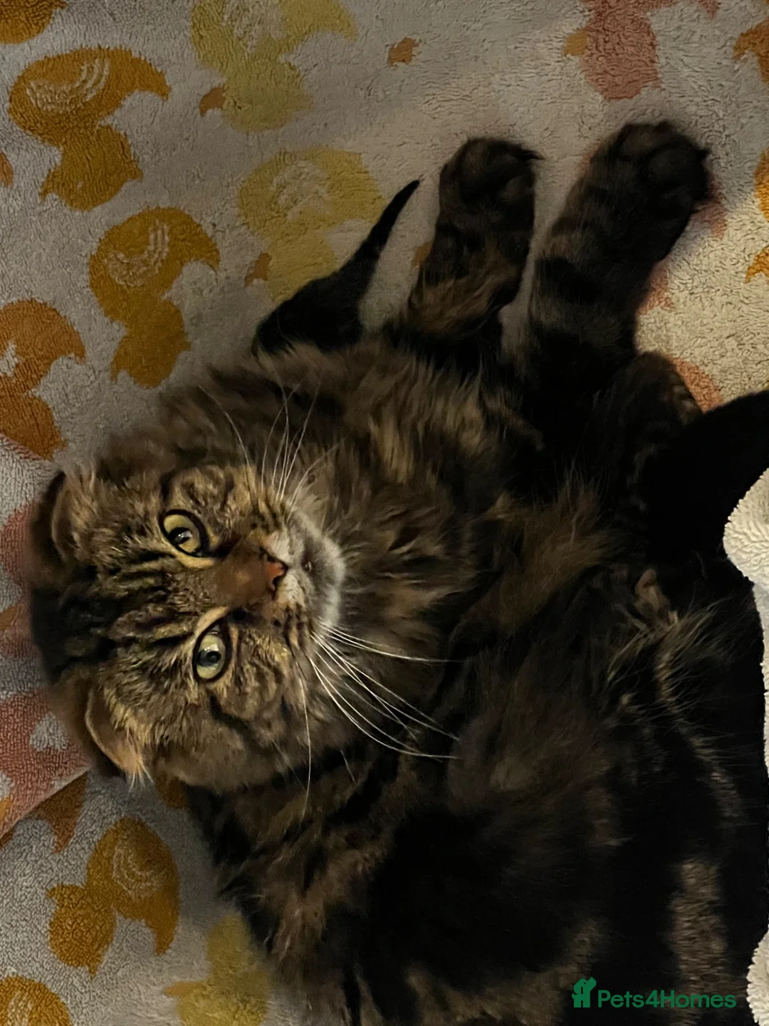 Mixed Breed cats for sale: Scottish fold and bengal cross kittens  - Advert 1
