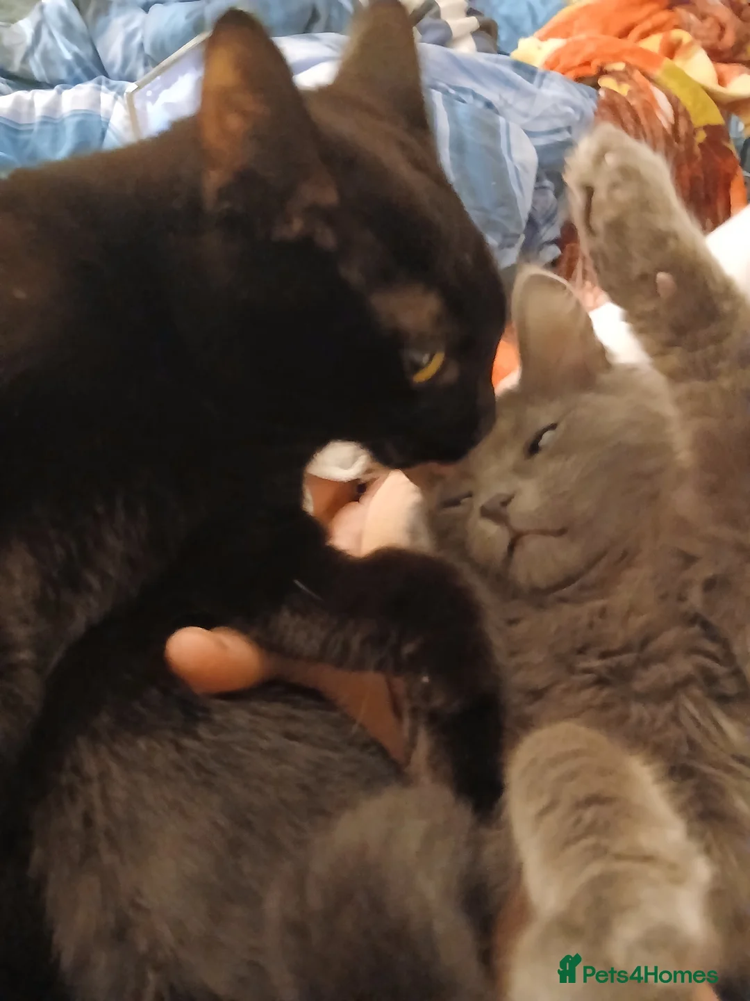 Nebelung cats for sale: Supper fluffy, cuddling attention seekers  in Ilkeston - Advert 2