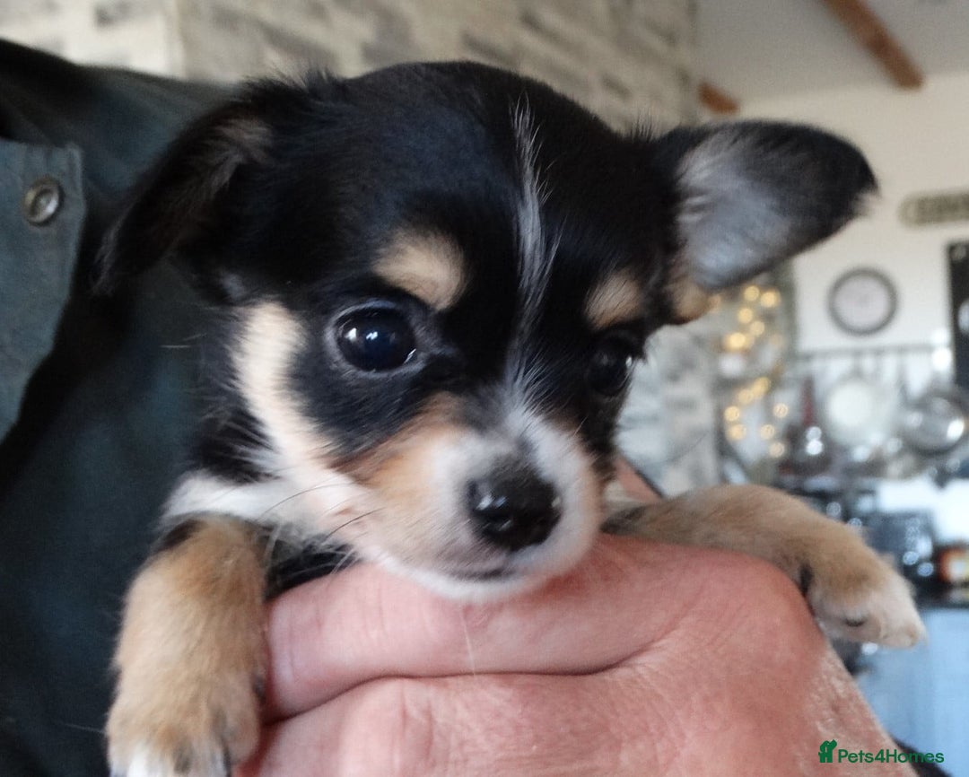 Jack Russell dogs for sale: Beautiful Jack Russell/chihuahua mix puppies - Advert 5