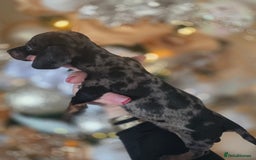 Dachshund dogs for sale: Daschund puppies - Advert 4