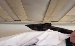 Maine Coon cats for sale: Adorable Maine Coon Mix Kittens for Sale! - Image 3