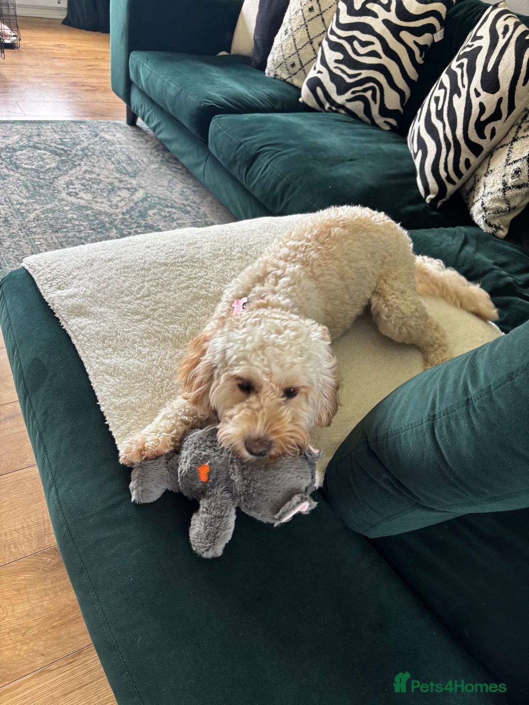 Cockapoo dogs for sale: 1 year old Cockapoo for rehoming  - Advert 2