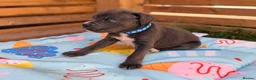 Cane Corso dogs for sale: Stunning cane corso 🐶 - Advert 1