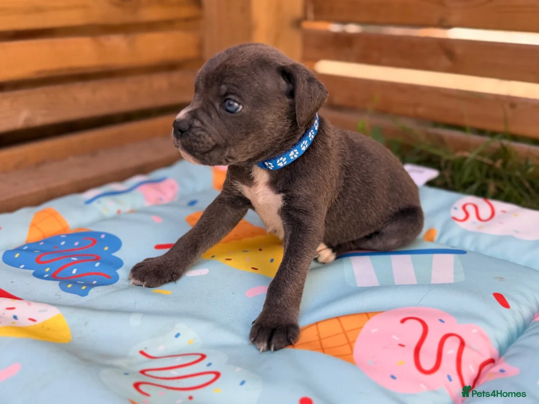 Cane Corso dogs for sale: Stunning cane corso 🐶 - Advert 1