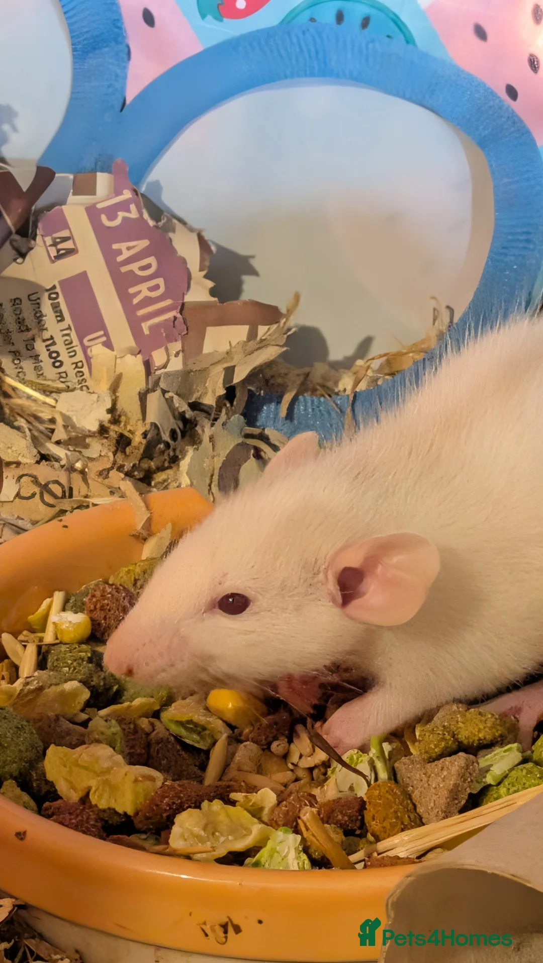 Rat rodents for sale: Beautiful baby Dumbo rats - Advert 2