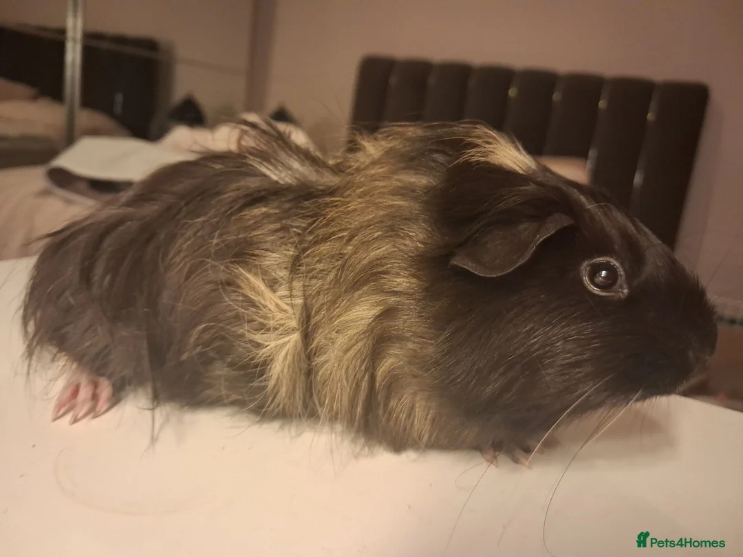 Guinea Pig rodents for sale: Two female guinea pigs in Hastings - Advert 2
