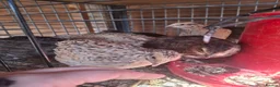 Quail poultry for sale: Coturnix quail and snowflake bobwhite  - Advert 13