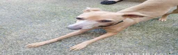 Mixed Breed dogs for stud: To stud in Bishop Auckland - Advert 1