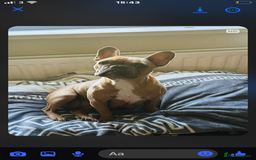 French Bulldog dogs for sale: Fluffy French bull dogs for sale - Image 7