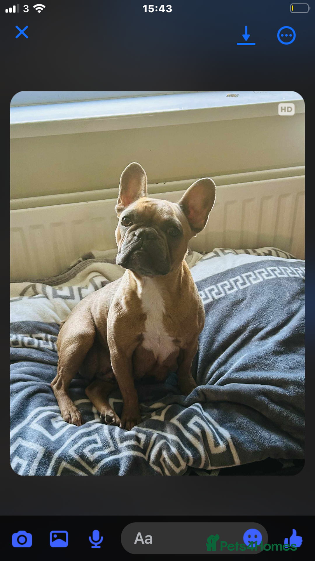 French Bulldog dogs for sale: Fluffy French bull dogs for sale - Image 7