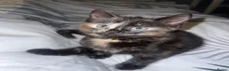Siamese cats for sale: Ready to leave. siamese tortie cross - Advert 1