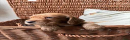 Cocker Spaniel dogs for sale: KC registered Cocker spaniels - Advert 9