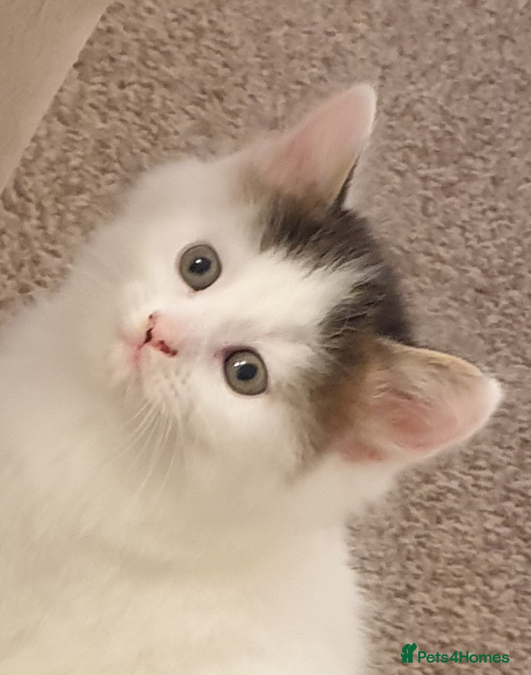 Mixed Breed cats for sale: Cute little boy  - Advert 20