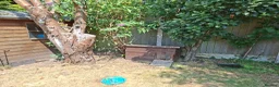 Tortoise reptiles for sale: 2 Adult Marginated Tortoise in Lichfield - Advert 5