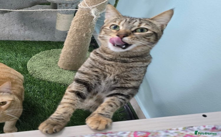 Mixed Breed cats - Advert 2