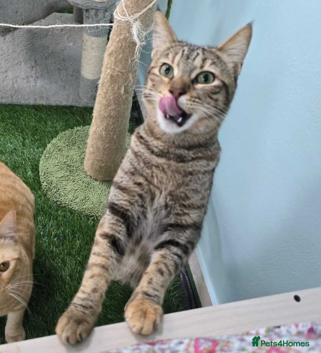 Mixed Breed cats for adoption: [Indoors Only] Lovely & affectionate Cuddlebugs - Image 1
