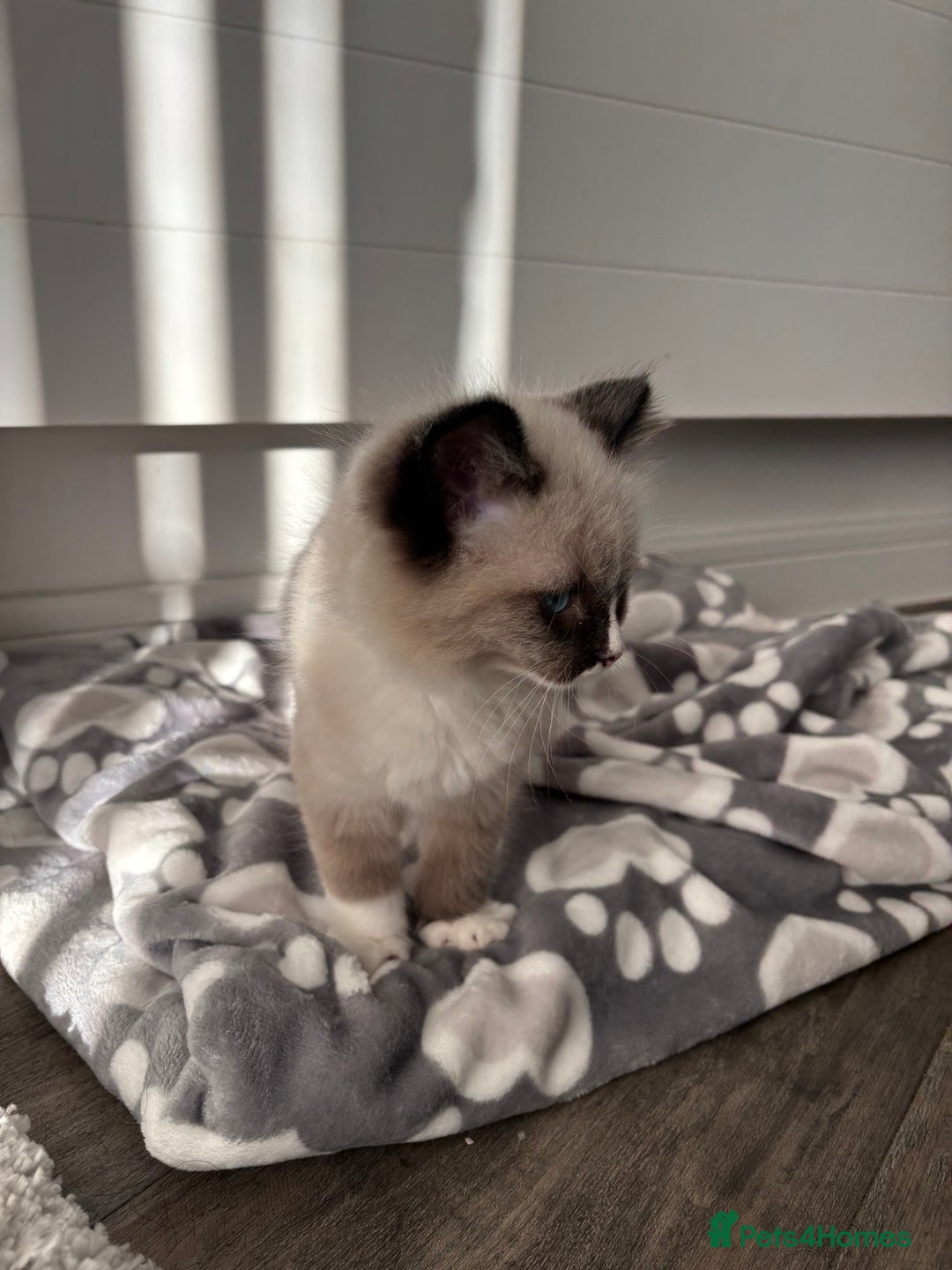 Ragdoll cats for sale: Tilbury  - Advert 6