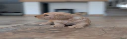 Cavapoo dogs for sale: 🌟 F1 Cavapoo Puppies –  Health Tested Parents - Advert 16